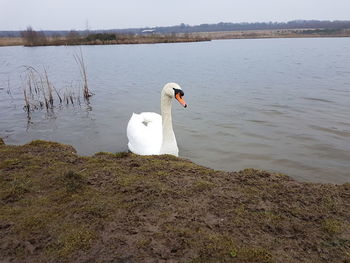 Swan swimming on lake against sky