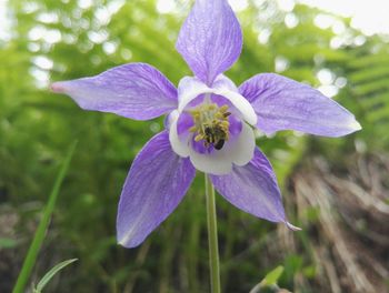 Close-up of purple iris blooming outdoors