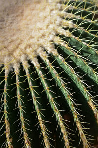 Close-up of succulent plant