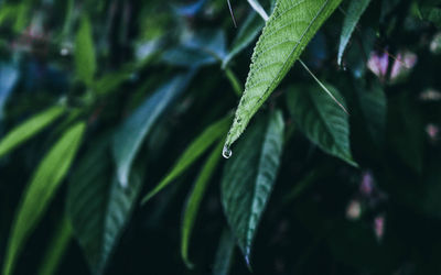 Close-up of raindrops on leaf