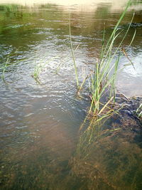 High angle view of grass in lake