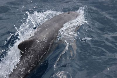 Aerial view of dolphin