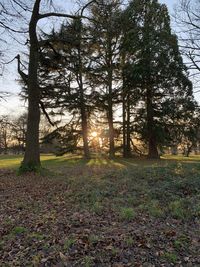 Trees on field in forest against sky