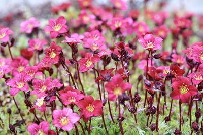 Close-up of pink flowering plant