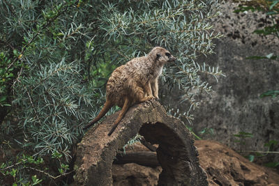 Meerkat sitting on a tree trunk in a zoo