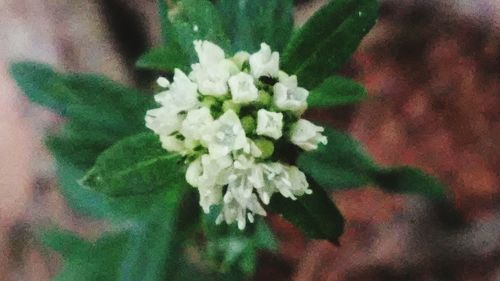 Close-up of white flowers