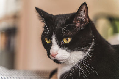 Close-up portrait of black cat