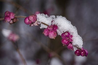 Close-up of frozen berries on tree