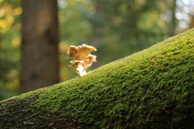 Close-up of mushroom on tree