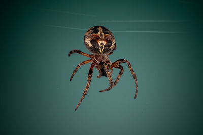 Close-up of spider in the web. araneus.