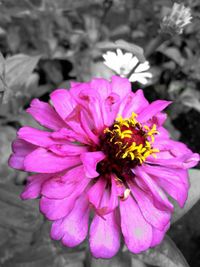 Close-up of pink flower