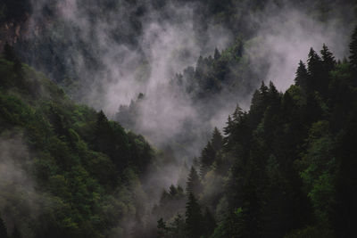 Panoramic view of trees in forest against sky