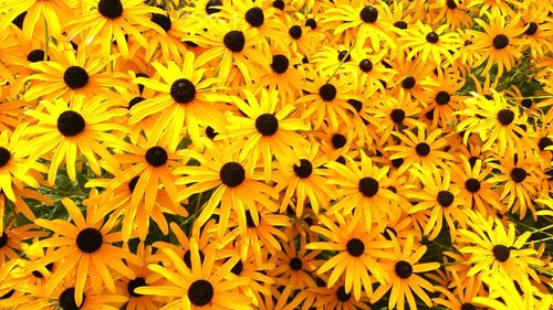 Close-up of black-eyed yellow flowers blooming outdoors