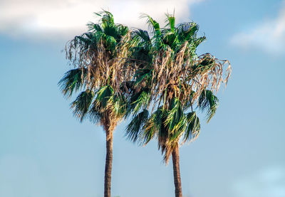 Low angle view of coconut palm tree against sky