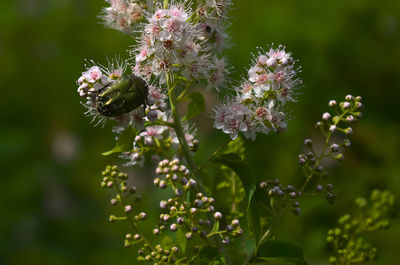 Close-up of purple flowering plant