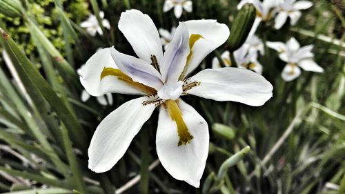 Close-up of white day lily blooming outdoors