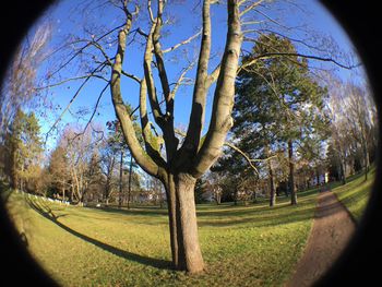 Trees on field against sky