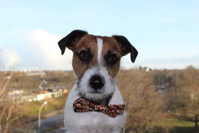 Close-up portrait of dog standing against sky