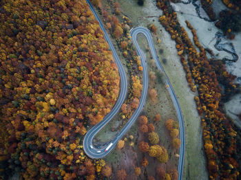 High angle view of autumn leaves on road