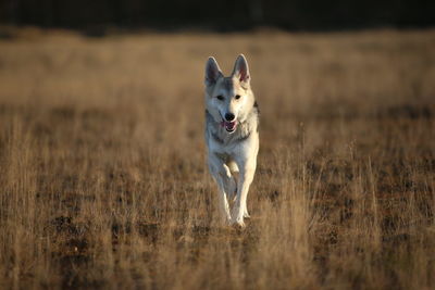 Portrait of dog running on field