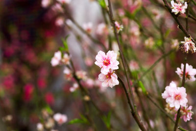 Close-up of pink flowers blooming on tree