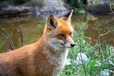 Close-up of an animal looking away on field