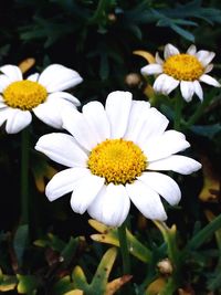 Close-up of daisy flowers