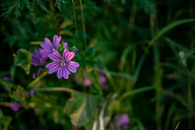 Close-up of pink flowering plant