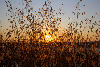 Scenic view of grassy field against sky at sunset