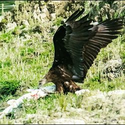 Close-up of eagle