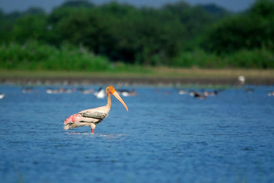 View of birds in lake