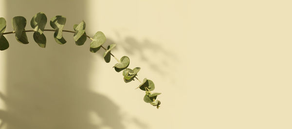 Green leaves eucalyptus branch with reflection on beige wall. light and shadow background.