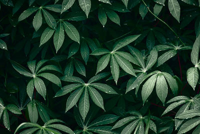 Full frame shot of leaves