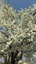 Low angle view of flower tree against sky