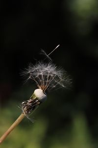 Close-up of dandelion on plant