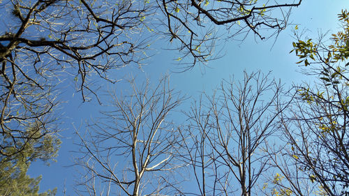 Low angle view of bare trees against blue sky