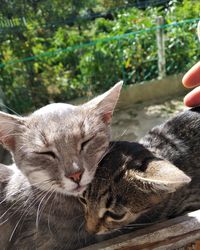 Close-up of hand touching cat