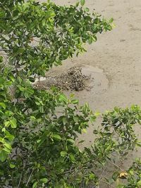 Close-up of lizard on tree