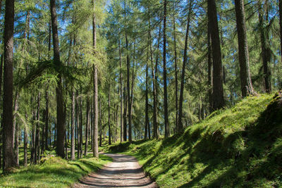 Narrow pathway along trees in forest