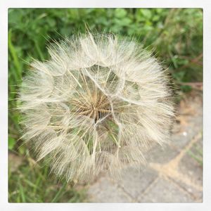 Close-up of dandelion