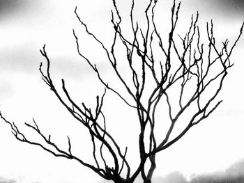 bare tree