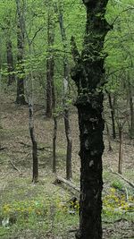 Trees in forest