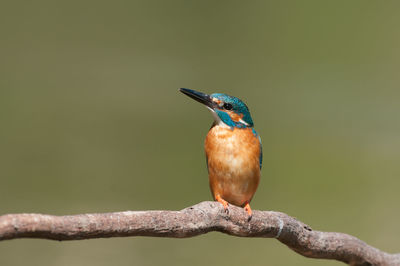 Close-up of bird perching on branch