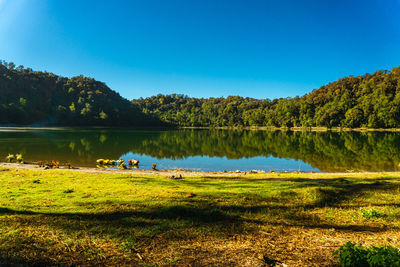 Scenic view of lake against clear blue sky