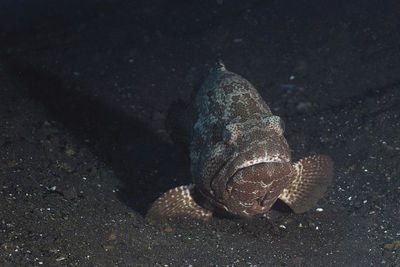 High angle view of fish in sea