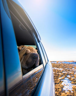 View of dog on car window