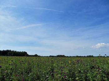 Scenic view of field against sky