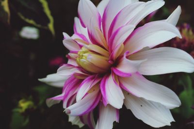Close-up of pink flowers