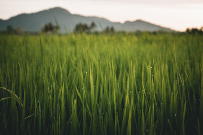 Crops growing on field