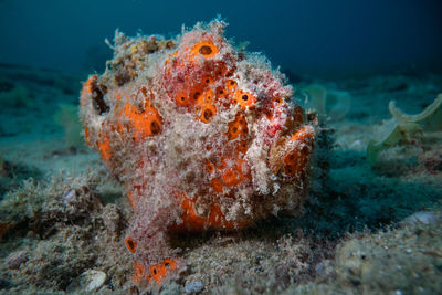 View of fish swimming underwater